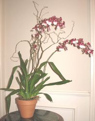 Inter generic Orchid